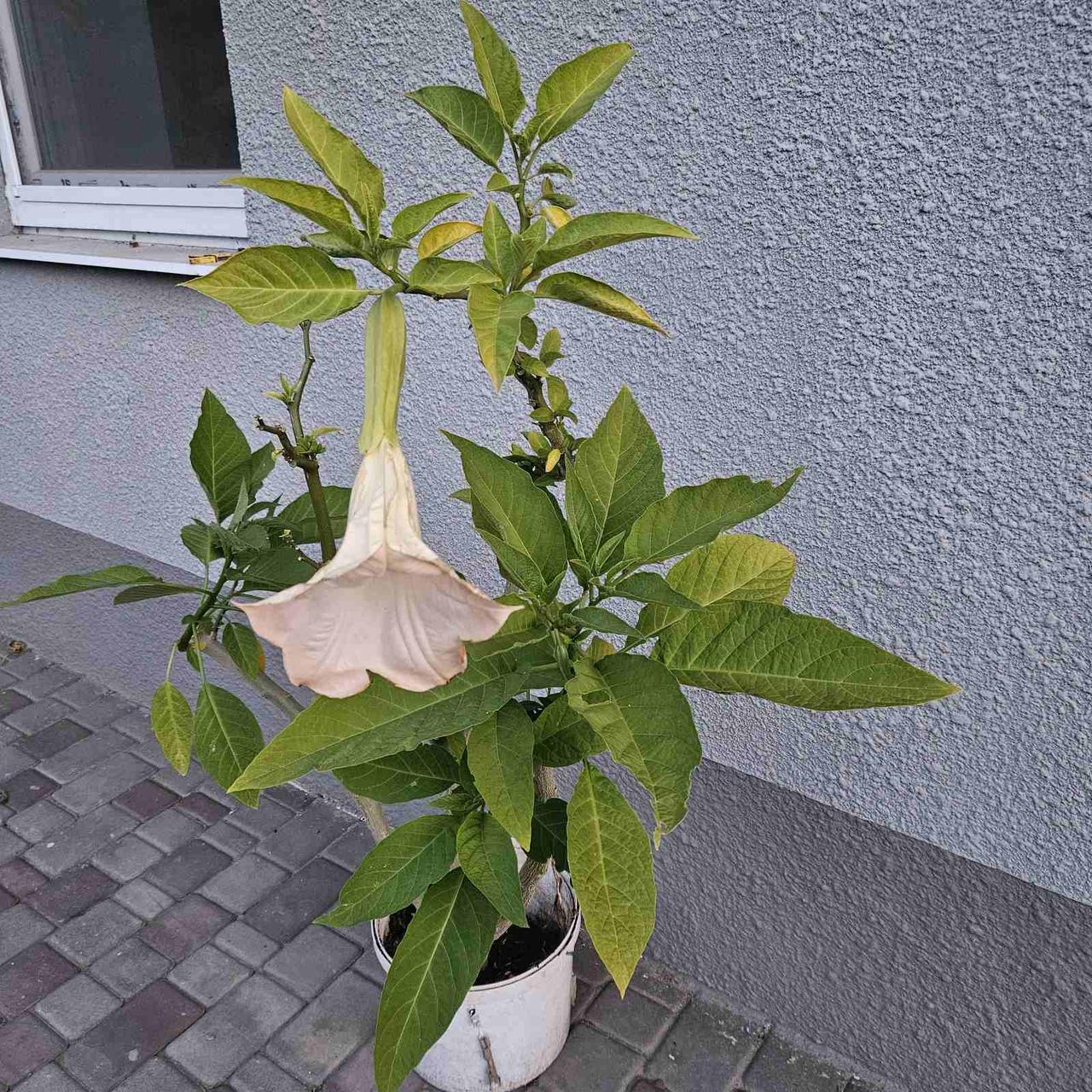 Бругмансія ароматна Brugmansia suaveolens 120см, фото 1