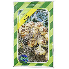 Насіння лука Радар Bejo Zaden 1 г АгроПак