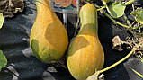 Насіння гарбуза Арабатський 10 шт. НК Еліт, фото 5