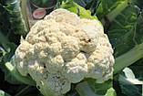 Насіння капусти цвітної Снігова куля 0,5 г НК Еліт, фото 5