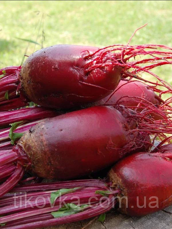 Насіння кормового Буряку Рекорд Полі, Польща, 50 г, фото 1