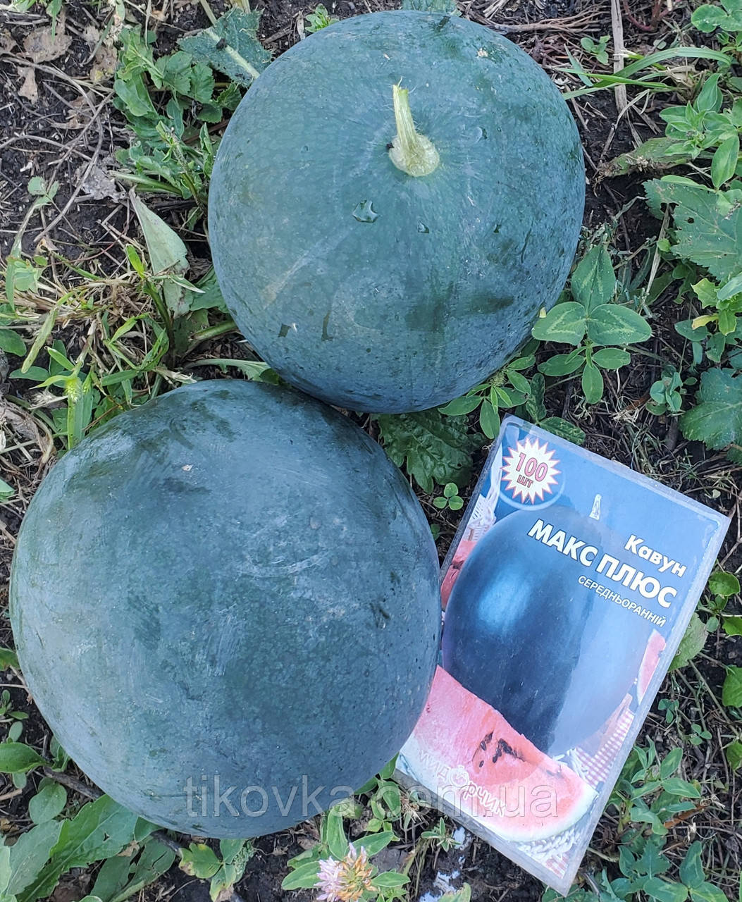 Насіння кавуна Макс плюс 100 насінин., фото 1