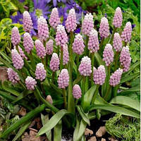 Мускарі 2шт Pink Sunrise (Пінк Сунрісе)