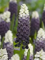 Мускарі 2шт Grape Ice (Грапе Іке)