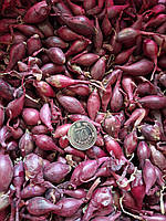 Цибуля саджанка Редровер (8-16 мм) 0,5 кг