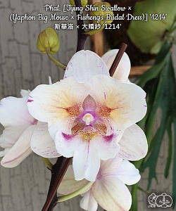 P.Willinckii Moonlight VP （OC） P.willinckii ' Moonlight ' ( PN ) P.willinckii 'Moonlight