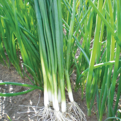 Професійне насіння цибулі на перо ранньої Грін Баннер (Seminis) 100 000 шт