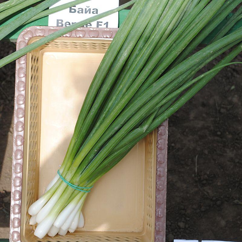 Професійне насіння цибулі на перо ультрараннього Байя Верде (Seminis) 250 000 шт