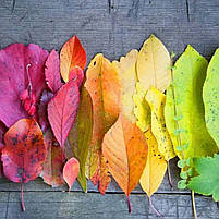 Картина на полотні «Кольорове листя – веселковий градієнт» 60х40 см Сучасний настінний декор для інтер’єру, фото 4