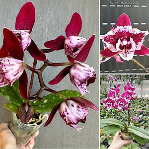 Новые продукты компании «Квітковий Рай інтернет- магазин»