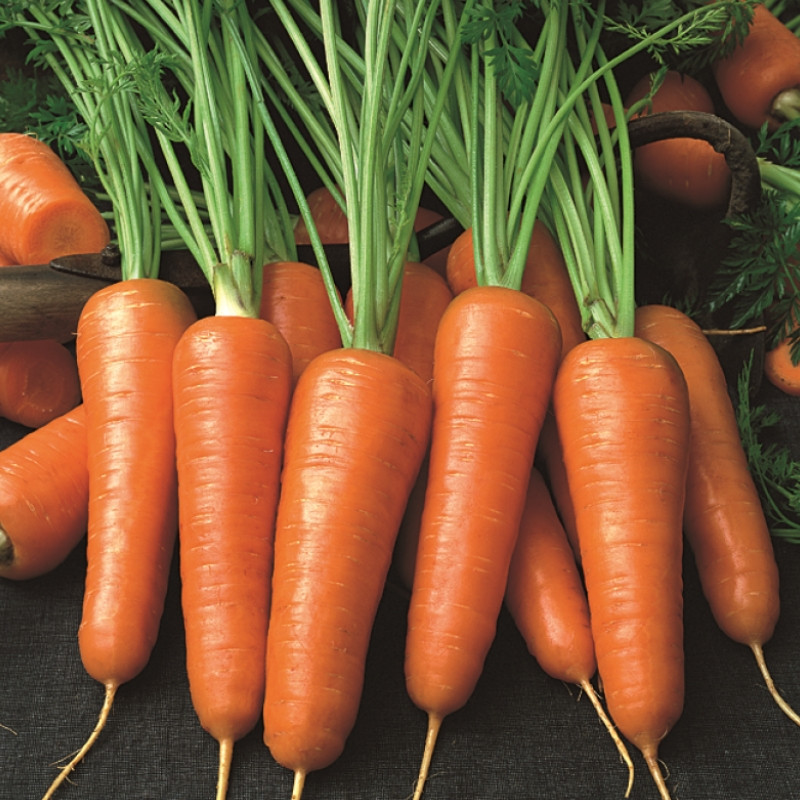 Професійне насіння моркви Шантане Абразо F1(1,8-2,0) 200 000 шт (Seminis)