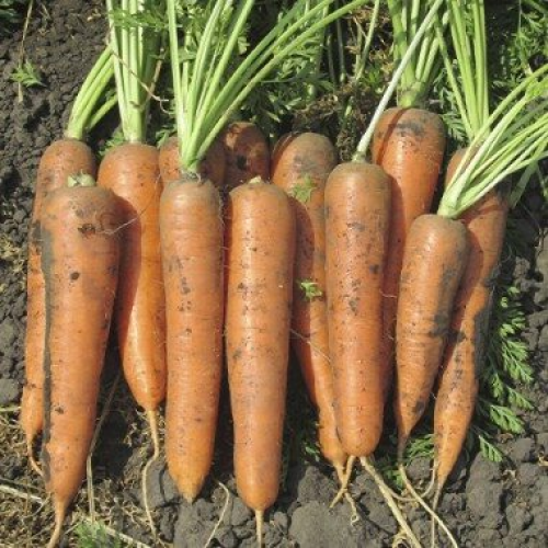 Професійне насіння моркви Шантане СВ 3118 ДХ F1(1,4-1,6мм) 200 000 шт(Seminis), фото 1