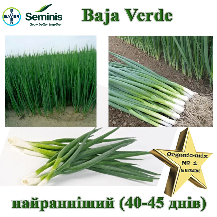 Цибуля Байа Верде / Baja Verde, Seminis (Нідерланди), 100 000 насінин, фото 1