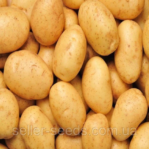Насіннєва картопля Рів’єра (1 Репродукція) 20 кг, фото 1