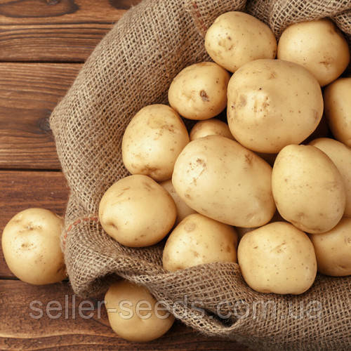 Насіннєва картопля Рів’єра (1 Репродукція) 5 кг, фото 1