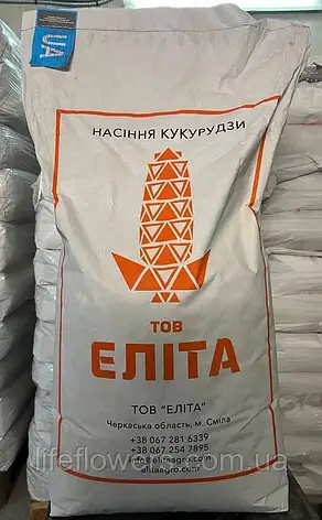 Насіння кукурудзи Фієста  (ФАО 260), фото 1