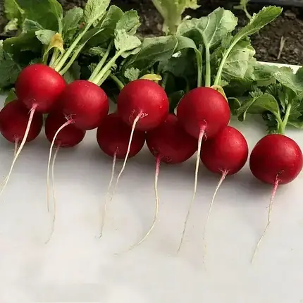 Насіння редису Аутелла F1 Hazera 50000 3,40-3,60, фото 1