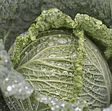 Савойська капуста Мадлена 20шт /  Rijk Zwaan, фото 2