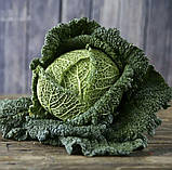 Савойська капуста Мадлена 20шт /  Rijk Zwaan, фото 3