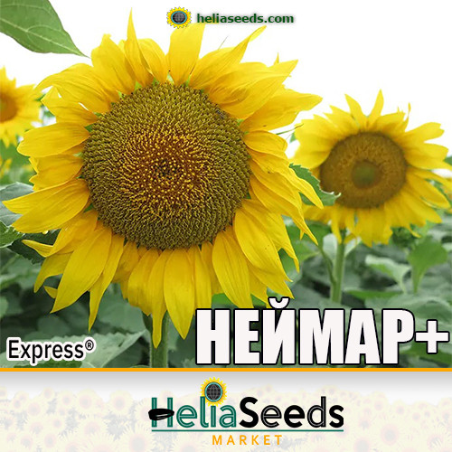 Насіння соняшнику НЕЙМАР ПЛЮС (під Гранстар) насіння соняшнику, фото 1