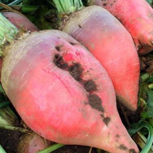 Буряк кормовий Рекорд полі 300 г, фото 1