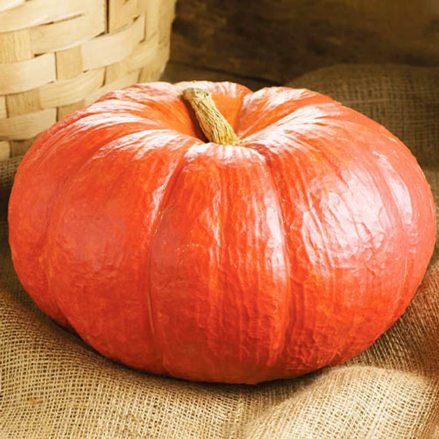 Гарбуз Руж Віф д'Етамп 10 шт Професійне насіння, фото 1