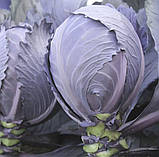 Капуста червоноголова Інтеграл F120шт / Nong Woo Bio, фото 2