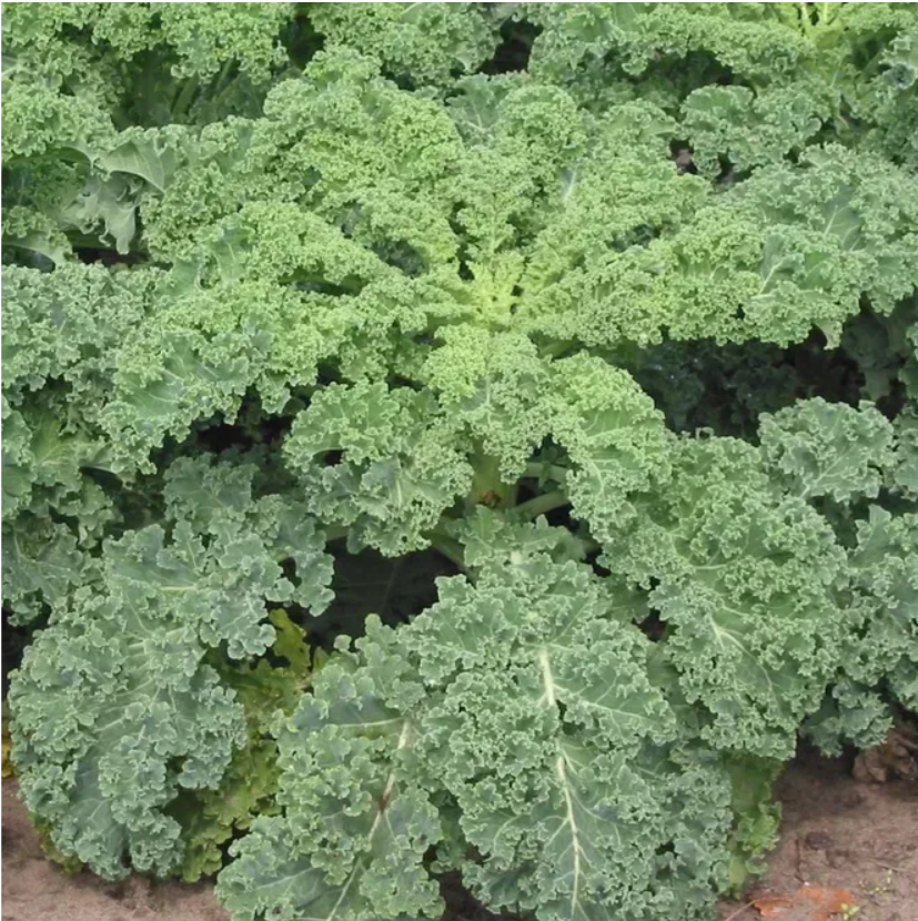 Капуста листова Кале (зелена) Грюнер Краузер 1 г Професійне насіння, фото 1