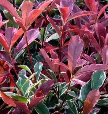 Фотінія Фразера Pink Marble на штамбі, Фотиния Фразера Пінк Марбл на штамбі, Photinia fraseri Pink Marble, фото 2