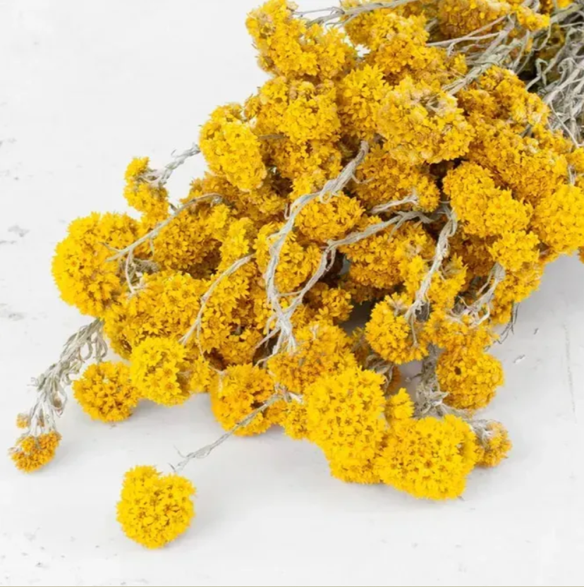 Геліптерум Санфорді жовтий 5 г Професійне насіння, фото 1