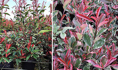 Фотінія Фразера Pink Marble на штамбі, Фотиния Фразера Пінк Марбл на штамбі, Photinia fraseri Pink Marble