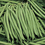 Квасоля Серенгеті спаржева зелена 20шт, фото 2