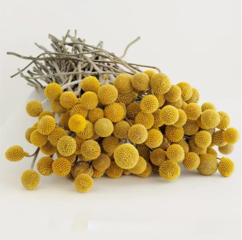 Краспедія кульовидна 2 г Професійне насіння, фото 1