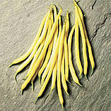 Квасоля Фруідор спаржева жовта 20шт / Clause, фото 2