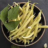 Квасоля Фруідор спаржева жовта 20шт / Clause, фото 3