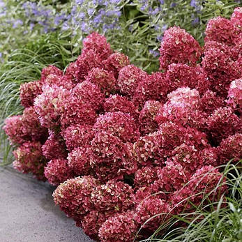 Гортензія волотиста Petite Cherry 3 річна, Гортензия метельчатая Петит Чері, Hydrangea paniculata Petite Cherry, фото 3