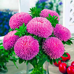 Айстра Балун рожева Професійне насіння 0,1 г