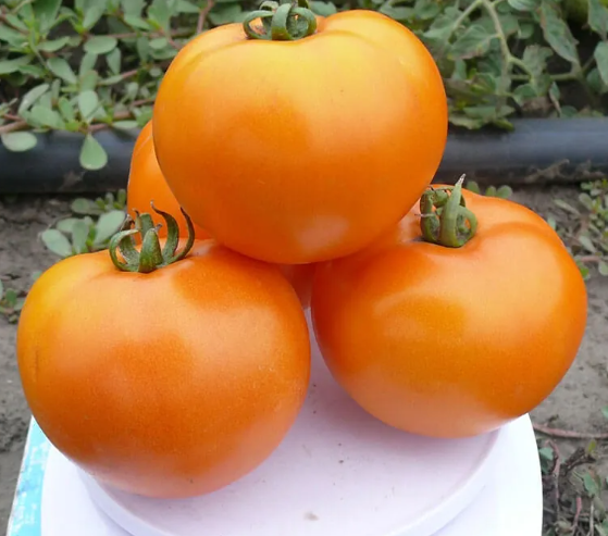 Насіння томата Еллоу Пішен F1 Spark Seeds 250