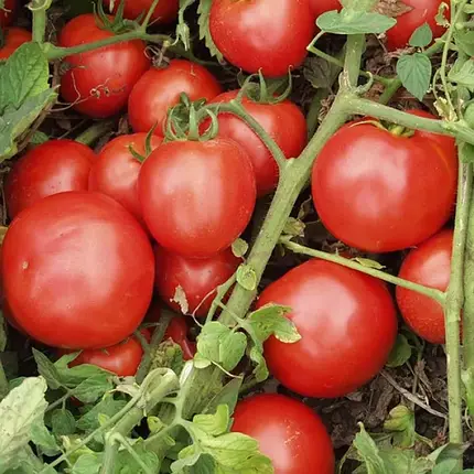 Насіння томату Топкапи F1 Hazera 1000, фото 1