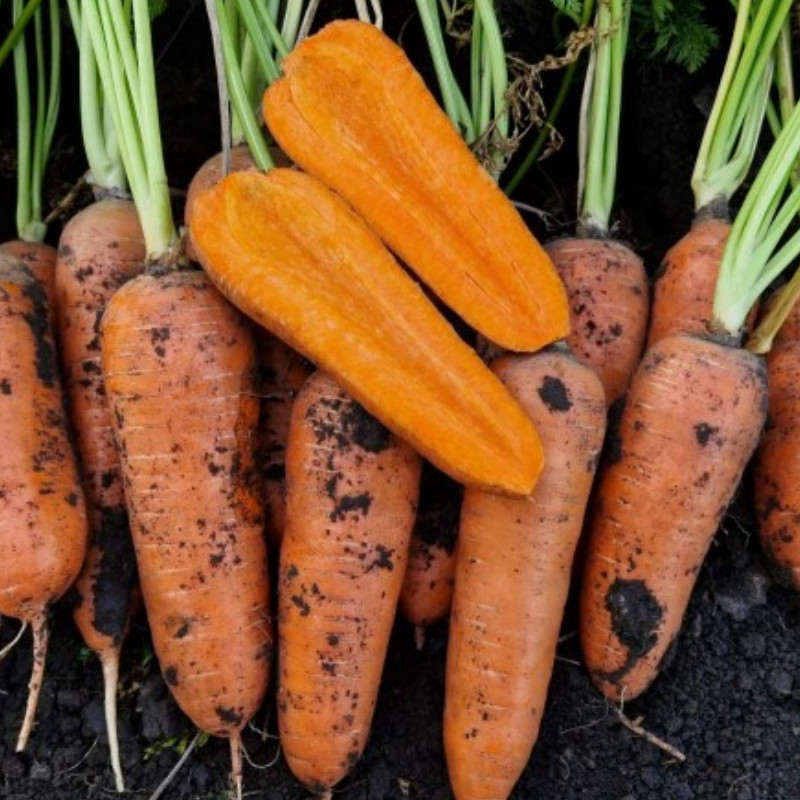 Професійне насіння моркви Шантане Лес Сайнтес F1(1,8-2,0) 200 000 шт. (Seminis)