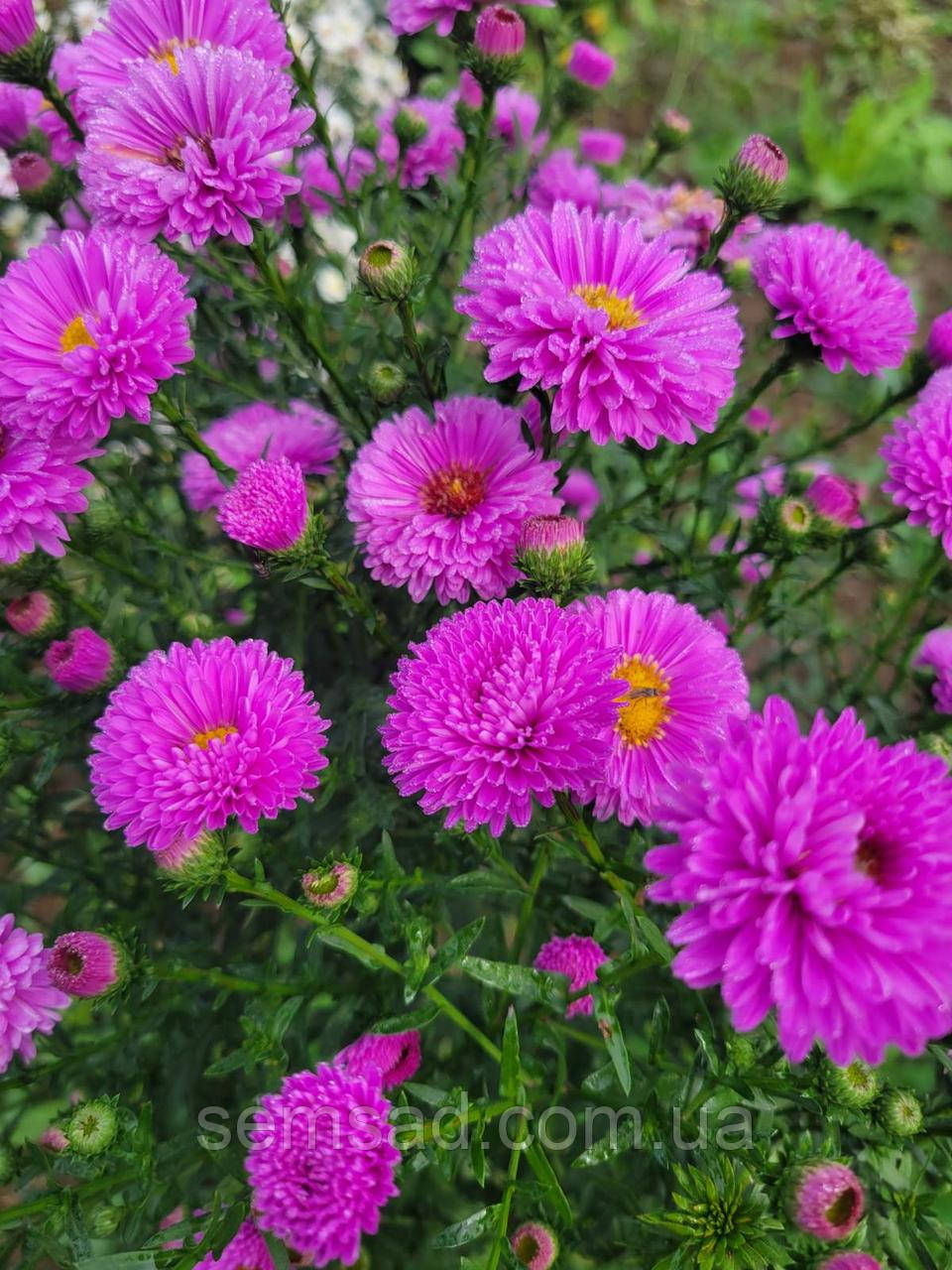 Айстра ново-бельгійська Фьюжн Пінк ( саджанці )