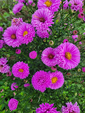 Айстра ново-бельгійська Фьюжн Пінк ( саджанці ), фото 2