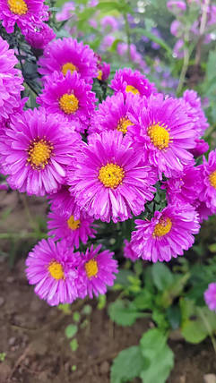 Айстра ново-бельгійська Фьюжн Пінк ( саджанці ), фото 3