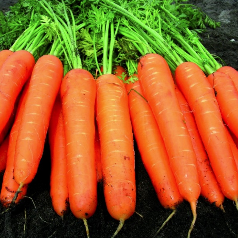 Професійне насіння моркви Нантес Карібу F1 (1,8-2,0) 200 000 шт (Seminis)