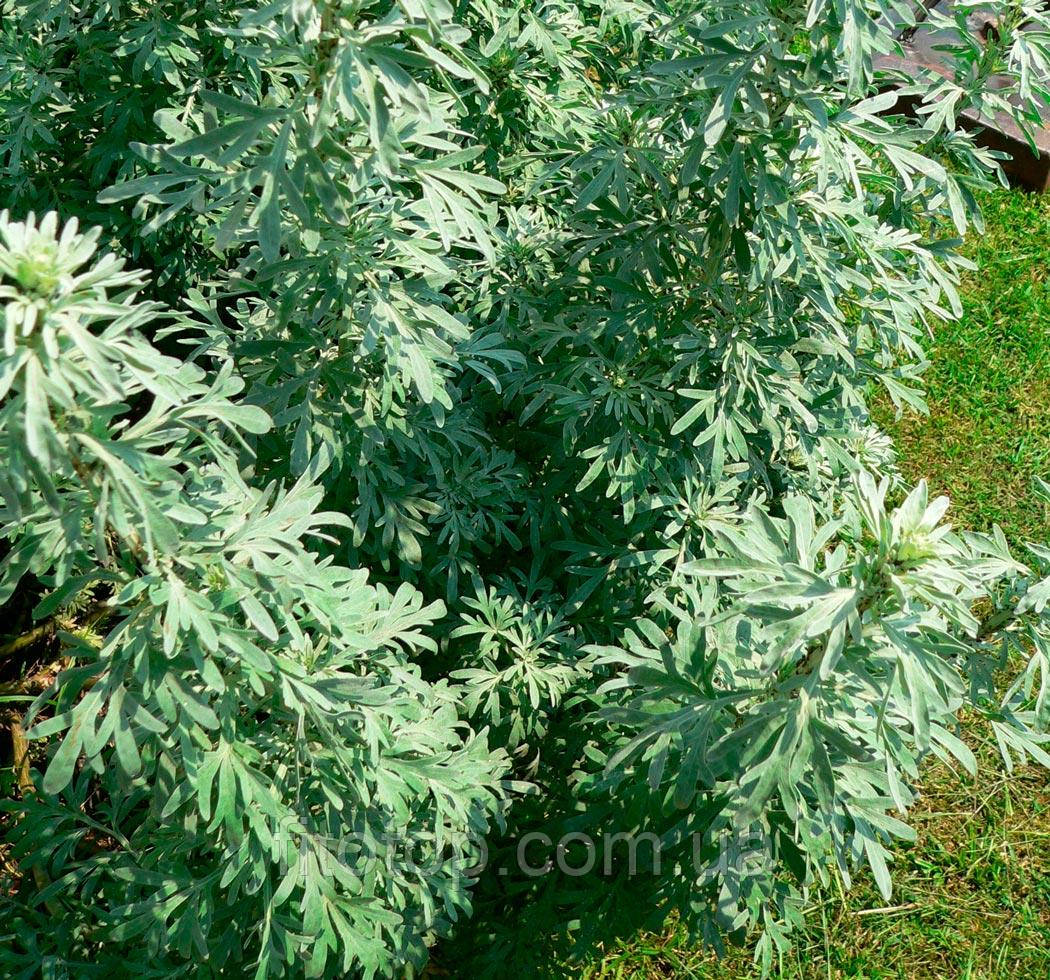 Полин екстракт гліцериновий 1л, фото 1