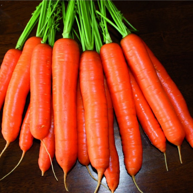 Професійне насіння моркви Нантес Карруба F1 (1,6-1,8) 200 000 шт.(Seminis)