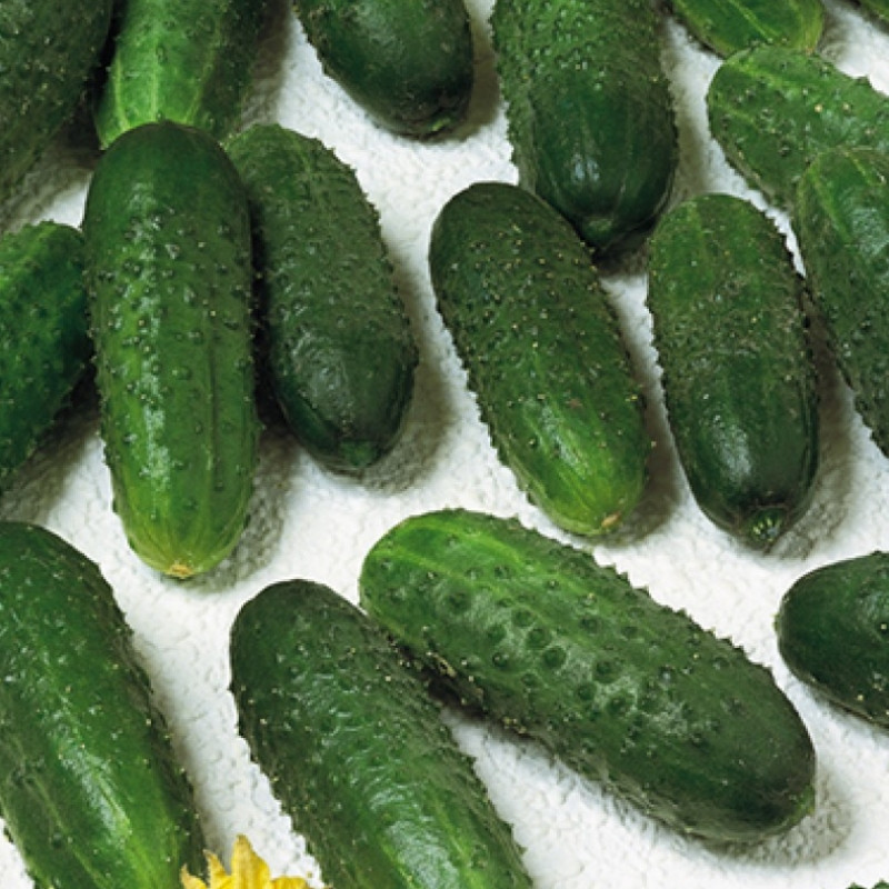 Професійне насіння огірка корнішону партенокарпічного Марінда F1 (Seminis) 1000 шт.