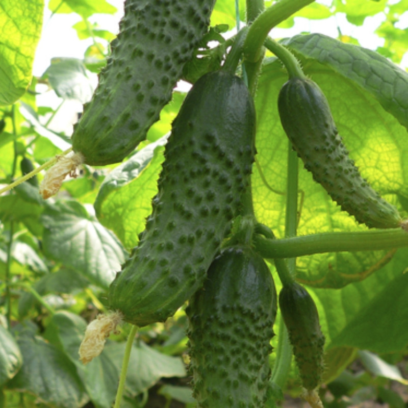 Професійне насіння огірка корнішону партенокарпічного Маша F1 (Seminis) 250 шт.