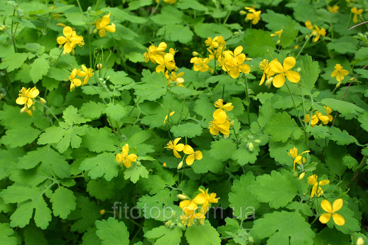 Чистотіл екстракт гліцериновий 1л, фото 1