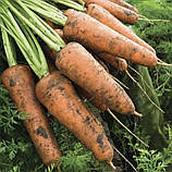 Морква Кордоба F1 0.5г / Bejo Zaden, фото 2